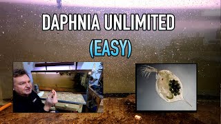 How I Raise Daphnia Water Fleas And You Can Too [upl. by Tehc]