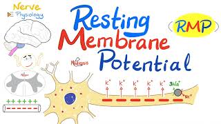 Resting Membrane Potential RMP  Nerve Physiology [upl. by Einnahpets]