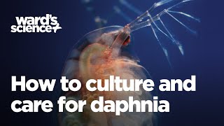 Caring and Culturing for Daphnia [upl. by Albrecht]