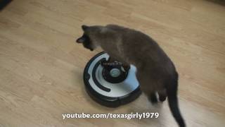 Cat shows HOW TO use iRobot Roomba Vacuum [upl. by Moon]