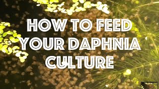 How To Feed Your Daphnia Culture [upl. by Trembly]