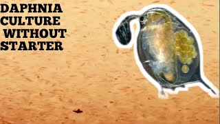 HOW TO CULTURE DAPHNIA NATURALLY WITHOUT A STARTER [upl. by Gottlieb]