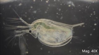 Daphnia magna under the Microscope [upl. by Greenebaum]