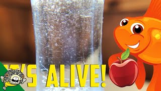 How to culture Vinegar Eels The EASY Way Live Fish Food [upl. by Delila]