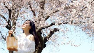 さくらさくら  Sakura Sakura  Japanese traditional folk song [upl. by Toddie]