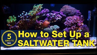 Saltwater aquarium setup  A simple easy guide in 5 minute steps [upl. by Giliane577]