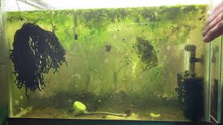 Scuds Daphnia Cherry Shrimp Copepods My aquatic food culture [upl. by Elokyn119]