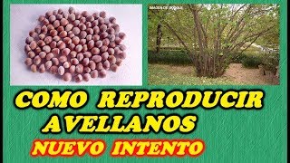 Sembrar Avellanas  Reproducir Avellanos 3ª PARTE  ERRORES CORREGIDOS  Todo Huerta y Jardín [upl. by Ulyram]