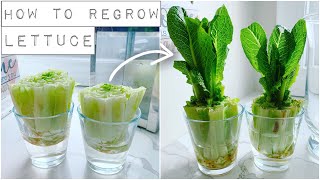 How To Regrow Lettuce With Just Water [upl. by Martineau]