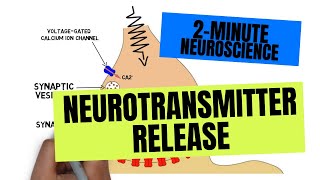 2Minute Neuroscience Neurotransmitter Release [upl. by Faria]