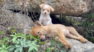 The cry for help of two dogs abandoned by their cruel owner on the side of the road and I saved them [upl. by Debee]