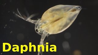 Daphnia [upl. by Elata]