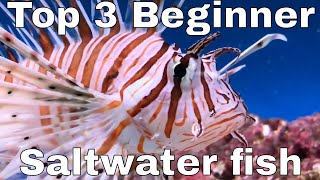 My TOP THREE Beginner Marine  Saltwater fish for a SMALL tank [upl. by Aerdno]