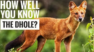 Dhole  Description Characteristics and Facts [upl. by Whyte174]