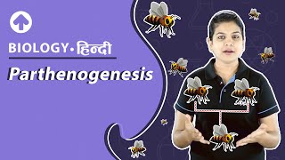 Parthenogenesis  पार्थेनोजेनेसिस  Biology [upl. by Annaert283]