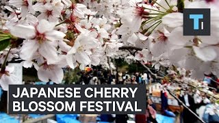 Going To A Cherry Blossom Festival In Japan [upl. by Imarej]