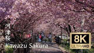 Kawazu Sakura Cherry blossom 2021  Shizuoka  河津  8K [upl. by Gothurd]