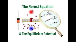 The Nernst Equation and Equilibrium Potentials in Physiology [upl. by Reffotsirhc874]