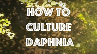 How To Culture Daphnia Magna [upl. by Scrivings679]