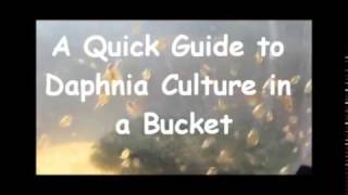 How to culture daphnia outside [upl. by Neevan]