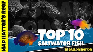 Top 10 Saltwater Fish for a 75 gallon Reef Tank [upl. by Annodas414]