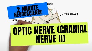 2Minute Neuroscience Optic Nerve Cranial Nerve II [upl. by Hacissej232]