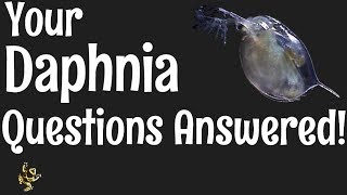 Daphnia Questions Answered [upl. by Virgel925]