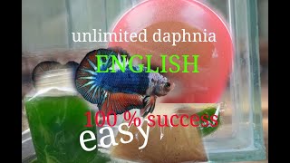 daphnia moina culture Easy way Unlimited production English  with sub Green water Chlorella [upl. by Ameerahs674]