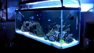 150 Gallon FOWLR Saltwater Aquarium 022709 [upl. by Tiena]