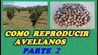 CÓMO GERMINAR AVELLANAS  2ª PARTE  Todo Huerta y Jardín [upl. by Rodmur]