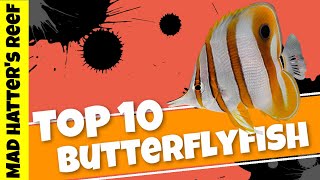 Top 10 Butterflyfish for Your Fish Only With Live Rock Tank [upl. by Rialc647]