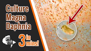 How to culture DAPHNIA MAGNA  The easy way [upl. by Feer]