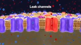 Neurophysiology Resting Membrane Potential 2014 YouTube [upl. by Peterec]