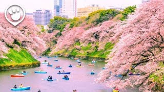 Cherry Blossoms in Japan 2018 Forecast [upl. by Leziar]