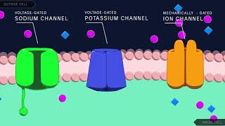 Action Potential in the Neuron [upl. by Amitak]