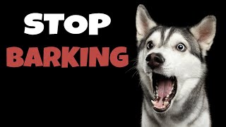 High Pitched Dog Whistle Sound To Stop Dogs Barking [upl. by Gelasias]