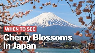 When to See Cherry Blossoms in Japan  japanguidecom [upl. by Nohs702]