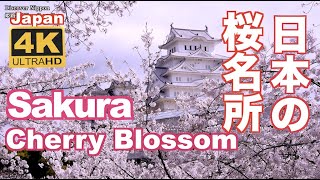 4K Japan Cherry Blossom Spotssakura日本の桜名所 絶景 京都 Kyoto 吉野山 弘前公園 上野公園 新宿御苑 姫路城 千鳥ヶ淵 花見 満開 観光 旅行 [upl. by Sweet313]