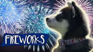 Fireworks Noise Desensitization For Dogs [upl. by Thordia]