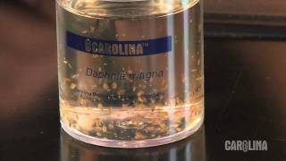 How to Care for Daphnia [upl. by Aliahs]