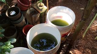 How to grow Green Water Algae [upl. by Ferdinand]