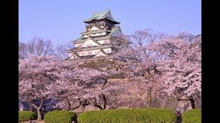 Japanese Cherry Blossoms  10 facts [upl. by Ware750]