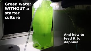 Green Water WITHOUT a Starter Culture  From Scratch  How To [upl. by Aiuqcaj]