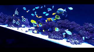 fish only saltwater tank [upl. by Carolann312]