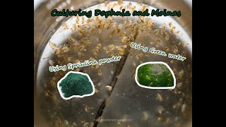 How To Culture Daphnia and Moinas using Green Water Spirulina powder [upl. by Anaxor]