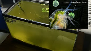 Raising Daphnia for the Freshwater Aquarium [upl. by Gahan]