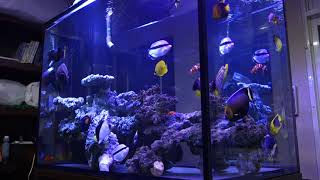 Leos Marine Aquarium  Fish Only Tank 20170424  FOWLR fish only with live rock [upl. by Mikaela]