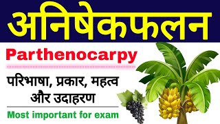 अनिषेकफलन की परिभाषा प्रकार महत्व और उदाहरण  parthenocarpy in hindi  anishekfalan  class 12 [upl. by Newbill]