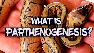 Parthenogenesis explained [upl. by Weingarten175]