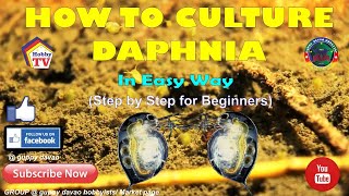 HOW TO CULTURE DAPHNIA In Easy Way [upl. by Inasah892]